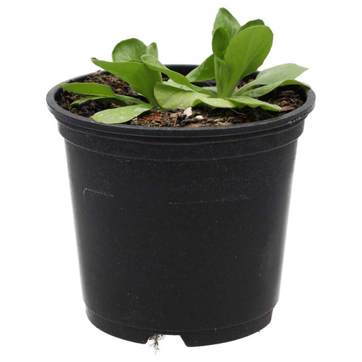 PR Live Food plant. Lambs Lettuce (10cm pot) - Reptiles By Post