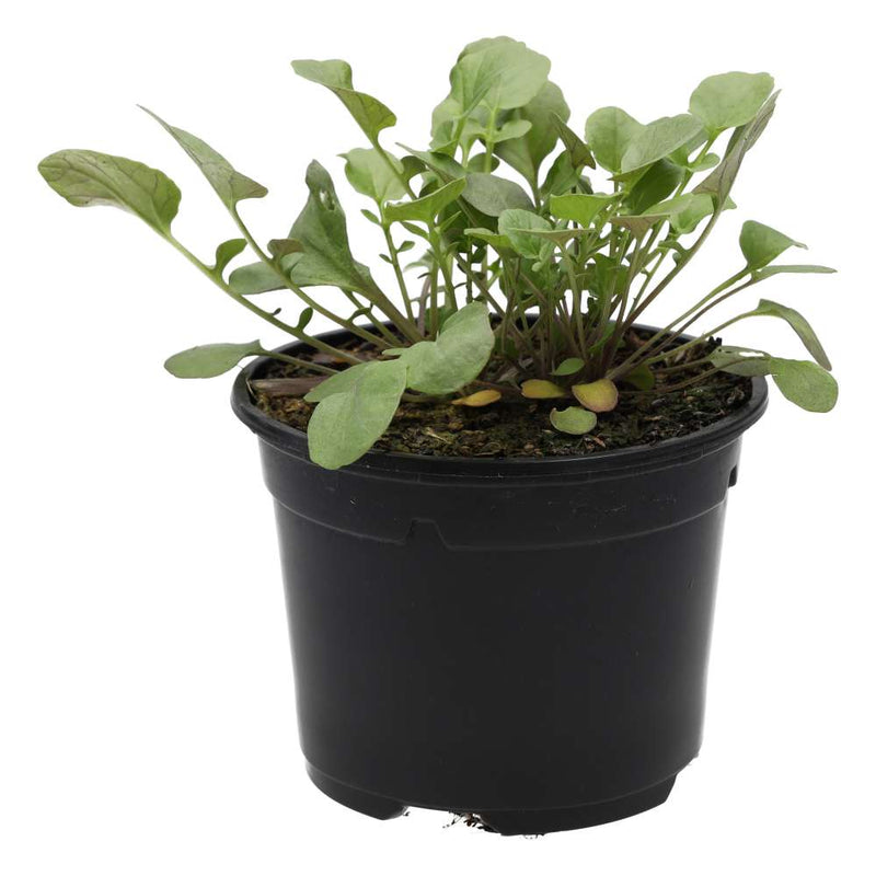 PR Live Food plant. Land Cress (10cm pot) - Reptiles By Post