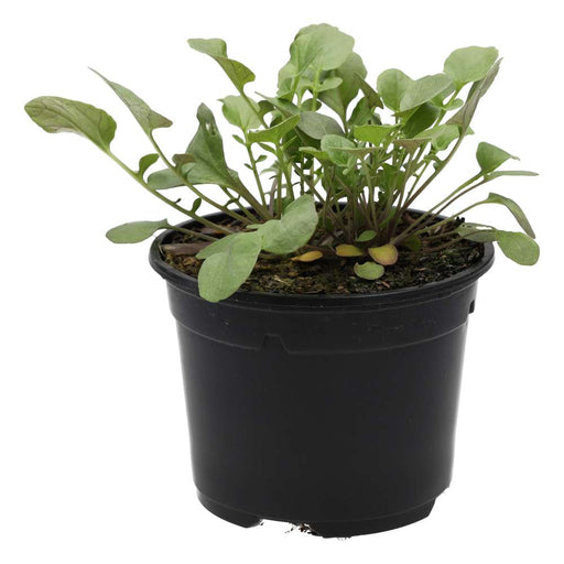 PR Live Food plant. Land Cress (10cm pot) - Reptiles By Post