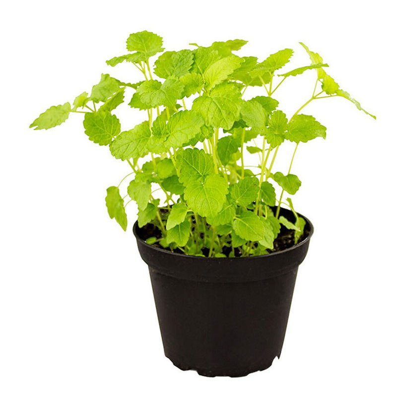 PR Live Food plant. Lemon Balm (10cm pot) - Reptiles By Post