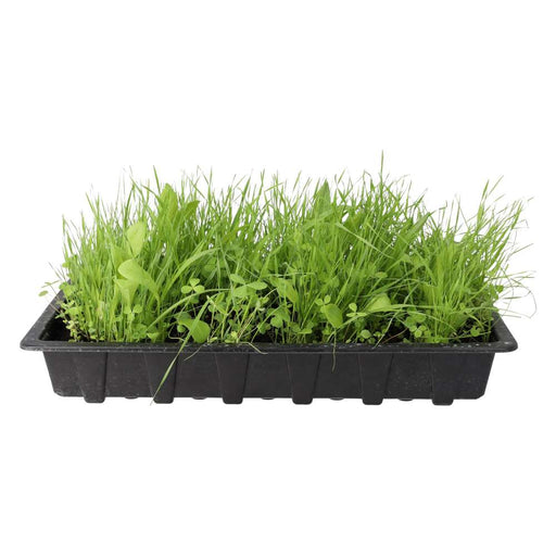 PR Live Food plant. Living Salad Mix (Large Tray) - Reptiles By Post