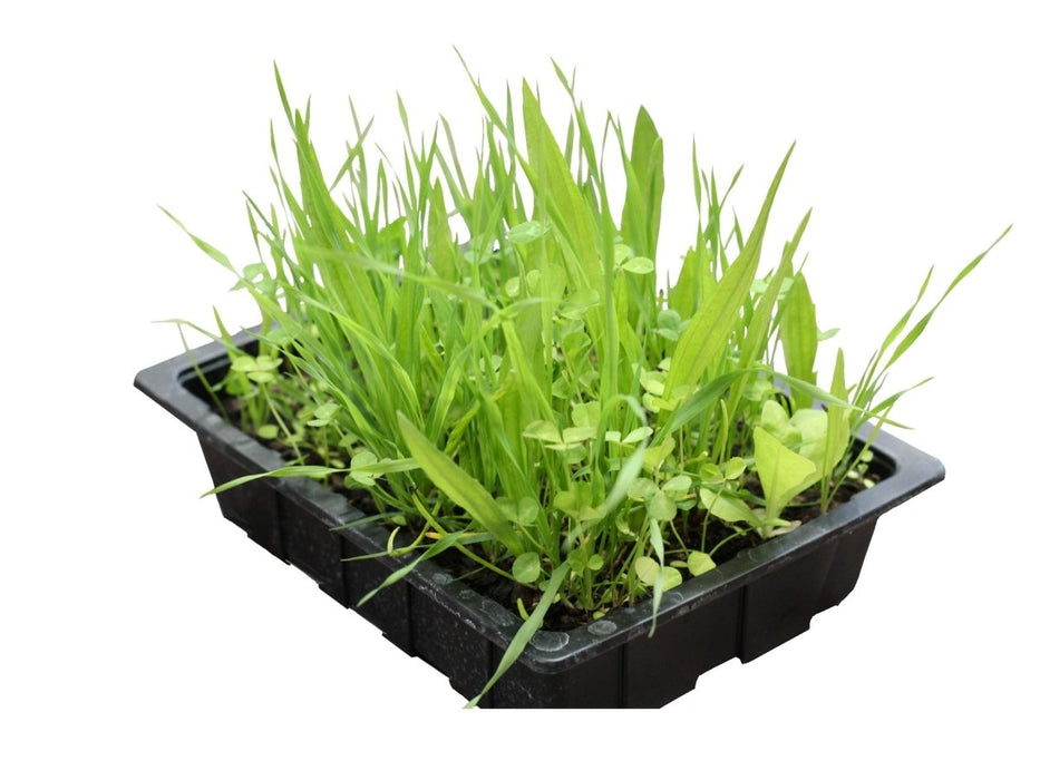 PR Live Food plant. Living Salad Mix (Tray) - Reptiles By Post