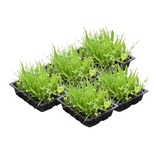 PR Live Food plant. Living Salad Mix (Tray) X5 - Reptiles By Post