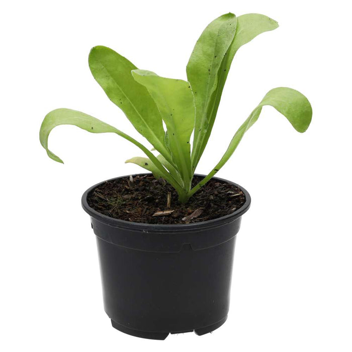 PR Live Food plant. Marigold (10cm pot) - Reptiles By Post