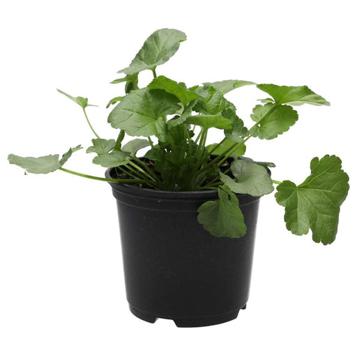 PR Live Food plant. Musk Mallow (10cm pot) - Reptiles By Post