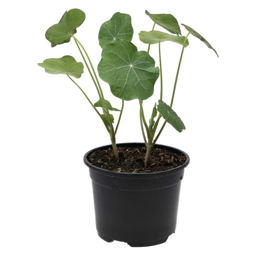 PR Live Food plant. Nastrutium (10cm pot) - Reptiles By Post