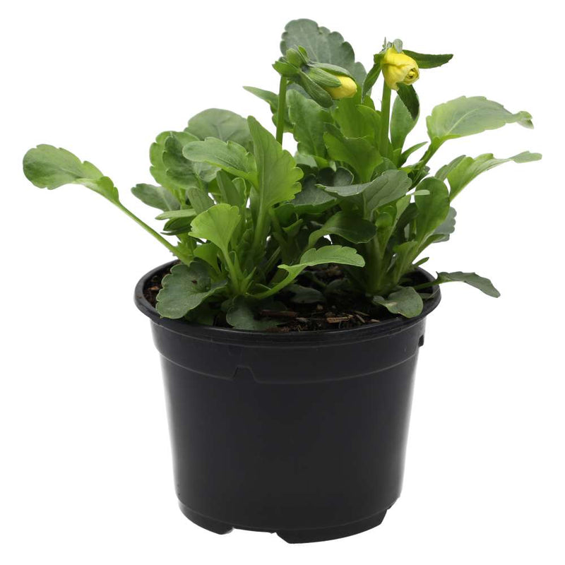 PR Live Food plant. Pansy (10cm pot) - Reptiles By Post