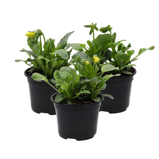 PR Live Food plant. Pansy *BUNDLE OF 3* - Reptiles By Post
