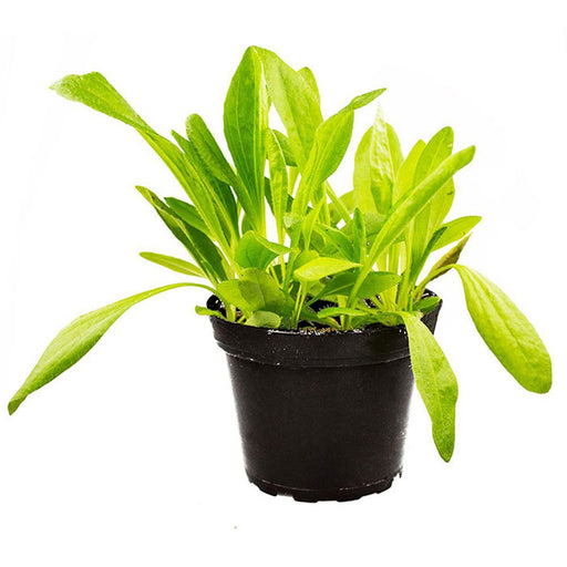 PR Live Food plant. Plantain (10cm pot) - Reptiles By Post