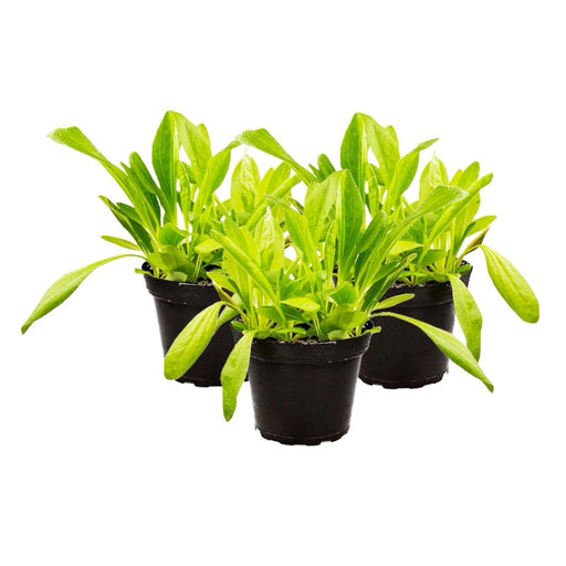 PR Live Food plant. Plantain *BUNDLE OF 3* - Reptiles By Post