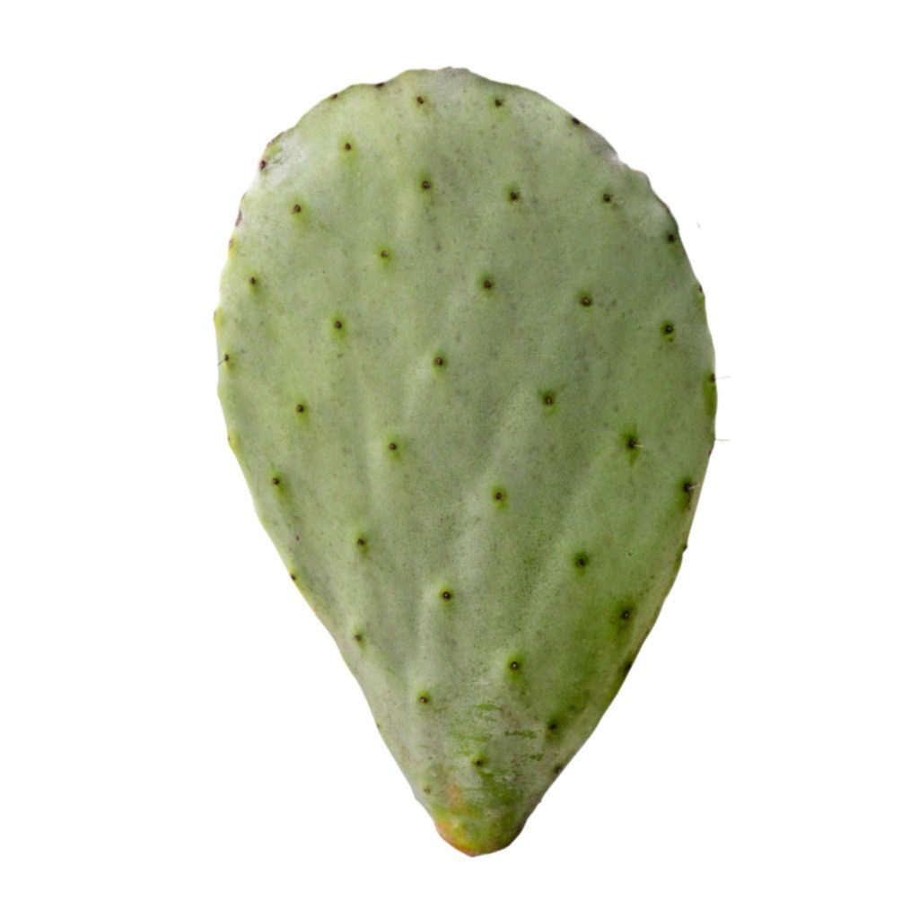 PR Live Food plant. Prickly Pear (Single Pad) — Reptiles By Post
