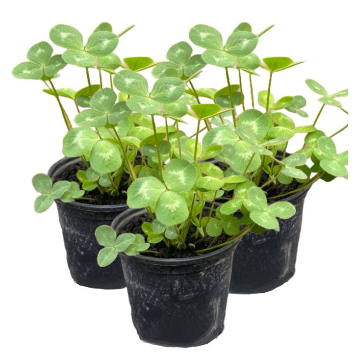 PR Live Food plant. Red Clover *BUNDLE OF 3* - Reptiles By Post