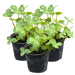 PR Live Food plant. Red Clover *BUNDLE OF 3* - Reptiles By Post