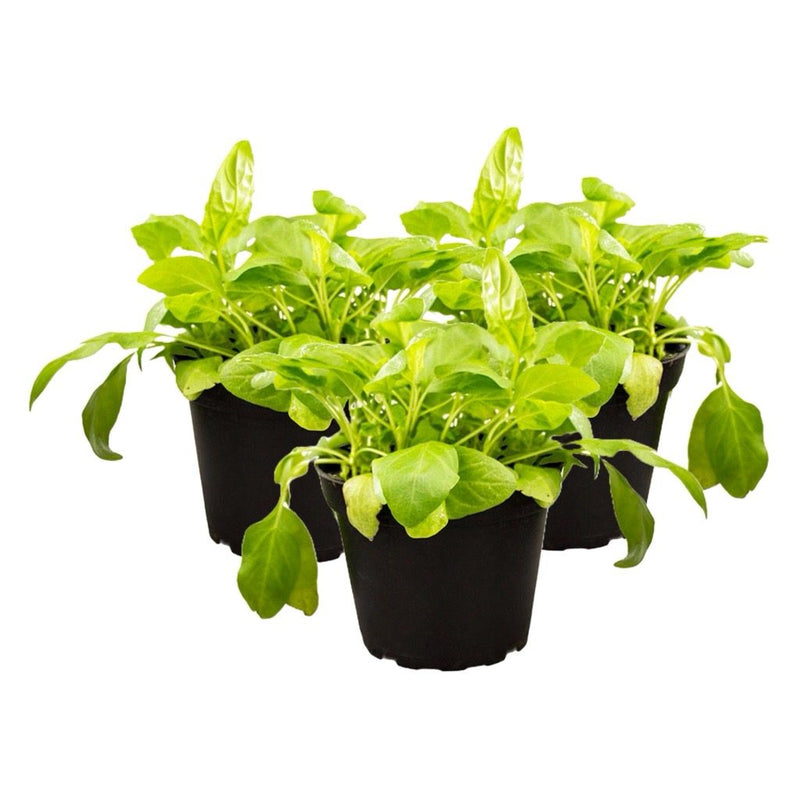 PR Live Food plant. Selfheal *BUNDLE OF 3* - Reptiles By Post