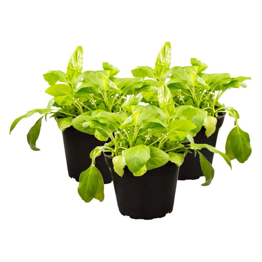 PR Live Food plant. Selfheal *BUNDLE OF 3* - Reptiles By Post