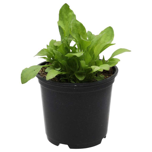 PR Live Food plant. Spearmint (10cm pot) - Reptiles By Post