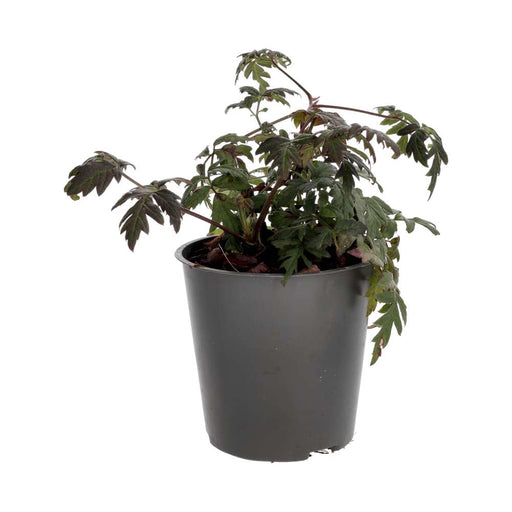 PR Live Food plant. Thornless Bramble (Large) - Reptiles By Post