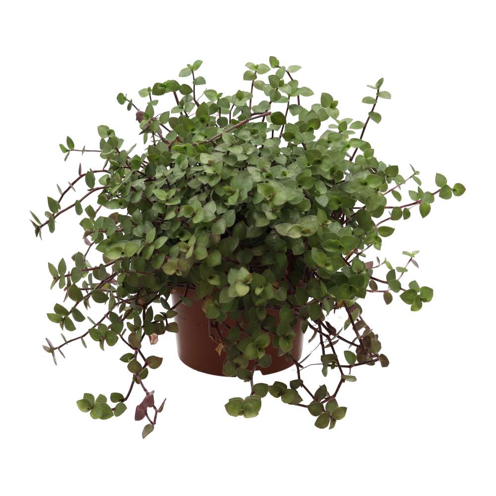 PR Live Food plant. Turtle Vine (Large) — Reptiles By Post