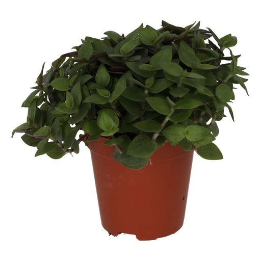 PR Live Food plant. Turtle Vine (Small) - Reptiles By Post