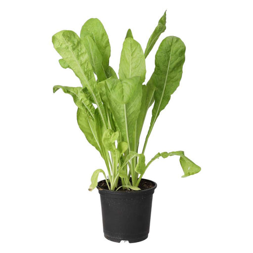 PR Live Food plant. Wild Chicory (10cm pot) - Reptiles By Post