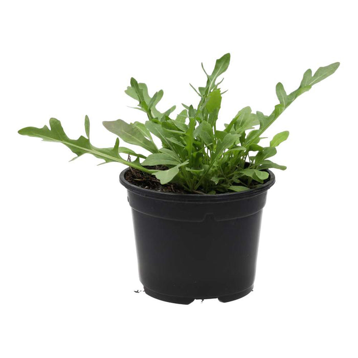 PR Live Food plant. Wild rocket (10cm pot) - Reptiles By Post