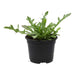 PR Live Food plant. Wild rocket (10cm pot) - Reptiles By Post
