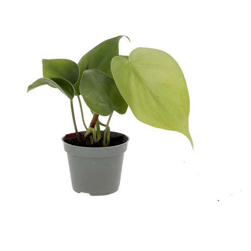 PR Live plant. Acorn Peperomia (Small) - Reptiles By Post