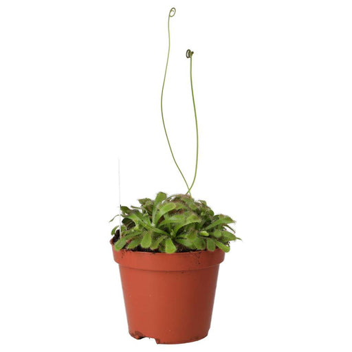 PR Live plant. Alice Sundew (Medium) - Reptiles By Post