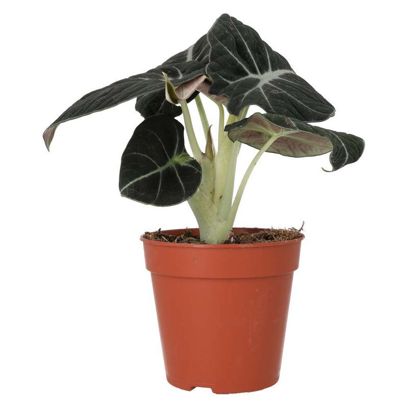 PR Live plant. Alocasia 'Black Velvet' (Large) - Reptiles By Post