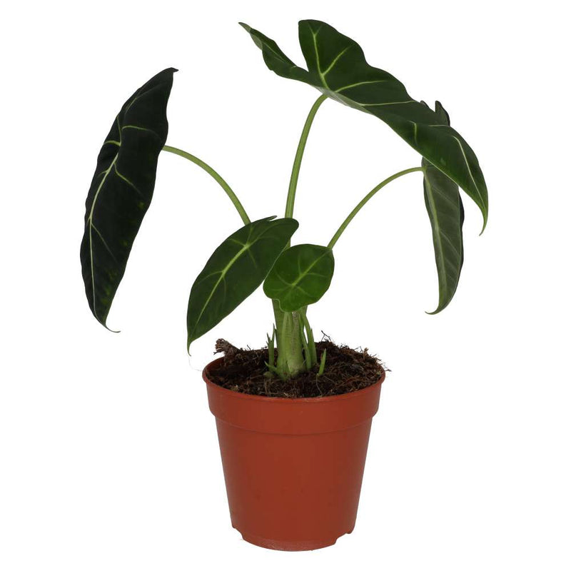 PR Live plant. Alocasia 'Frydek' (Large) - Reptiles By Post