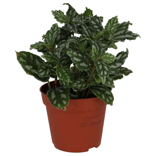 PR Live plant. Aluminium Plant (Medium) - Reptiles By Post
