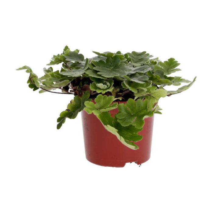 PR Live plant. Antenna Fern (Small) - Reptiles By Post
