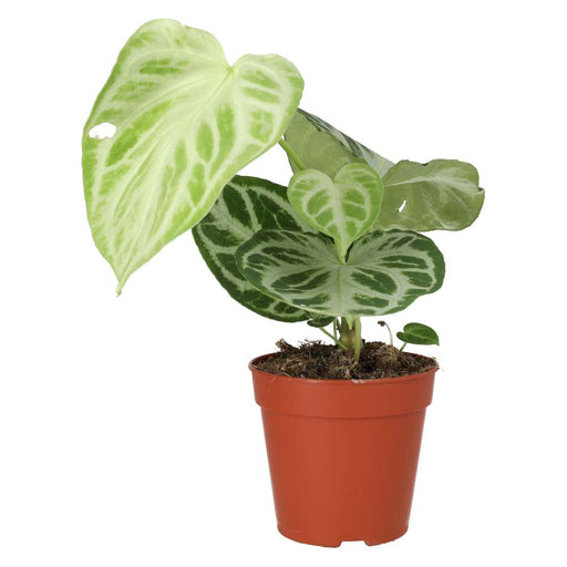 PR Live plant. Anthurium 'Silver Blush' (Large) - Reptiles By Post
