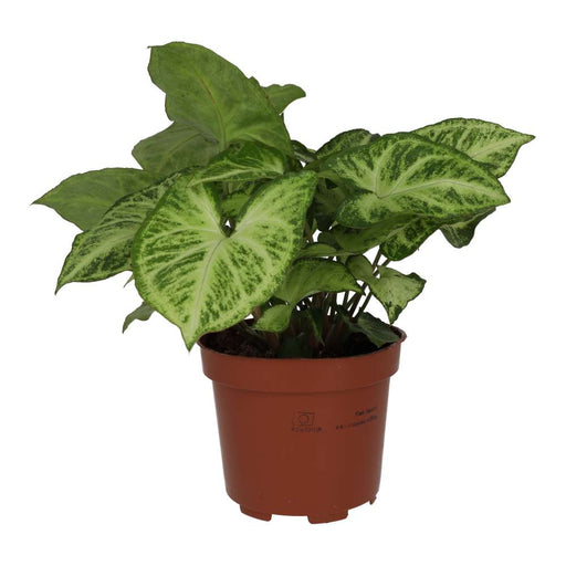 PR Live plant. Arrowhead Vine 'Arrow' (Large) - Reptiles By Post