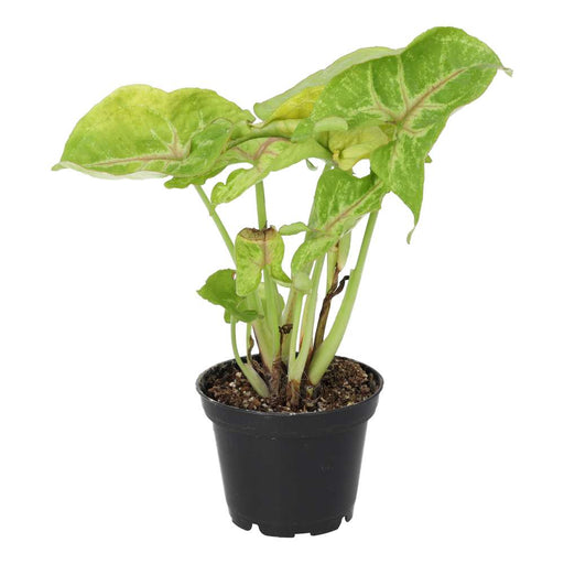 PR Live plant. Arrowhead Vine 'Arrow' (Medium) - Reptiles By Post