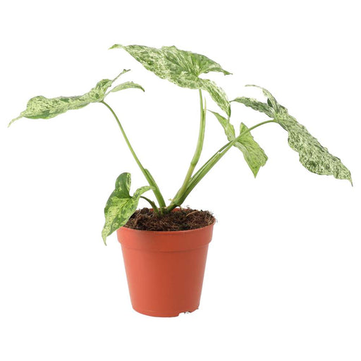 PR Live plant. Arrowhead Vine 'Ice Frost' (Large) - Reptiles By Post