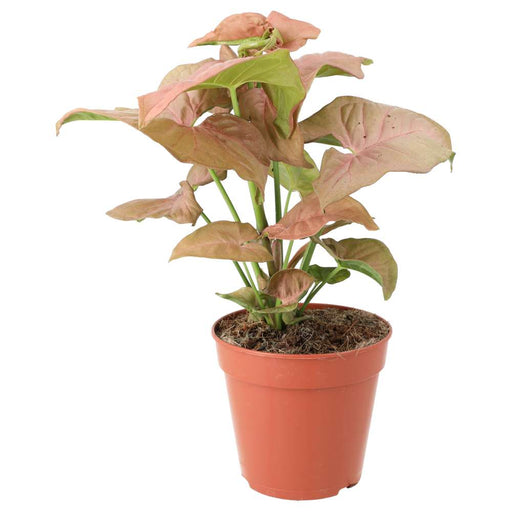 PR Live plant. Arrowhead Vine 'Pink' (Large) - Reptiles By Post
