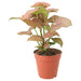 PR Live plant. Arrowhead Vine 'Pink' (Large) - Reptiles By Post