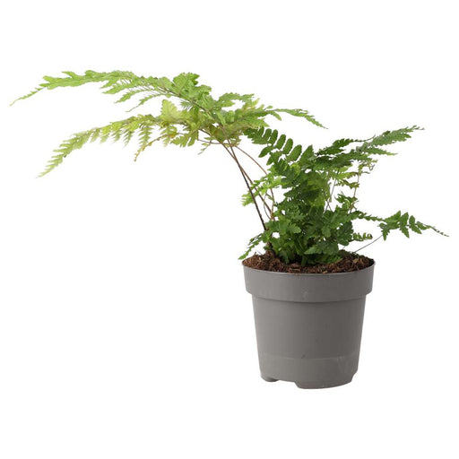 PR Live plant. Autumn Fern (Large) - Reptiles By Post