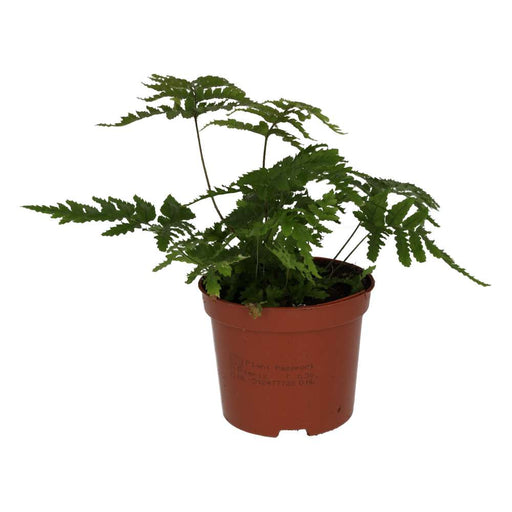 PR Live plant. Autumn Fern (Medium) - Reptiles By Post