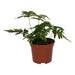 PR Live plant. Autumn Fern (Medium) - Reptiles By Post