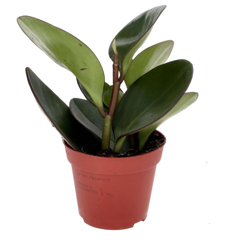 PR Live plant. Baby Rubber Plant (Large) - Reptiles By Post