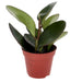 PR Live plant. Baby Rubber Plant (Medium) - Reptiles By Post