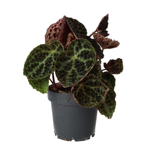 PR Live plant. Begonia ferox (Large) - Reptiles By Post