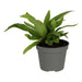 PR Live plant. Bird's Nest Fern (Medium) - Reptiles By Post