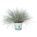 PR Live plant. Blue Dwarf Grass (Large) - Reptiles By Post