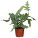PR Live plant. Blue Star Fern (Large) - Reptiles By Post