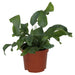 PR Live plant. Blue Star Fern (Medium) - Reptiles By Post