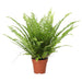 PR Live plant. Boston Fern (Large) - Reptiles By Post