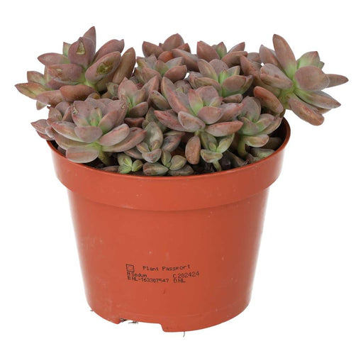 PR Live plant. Boudeaux Sedum (Large) - Reptiles By Post